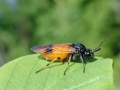 Arge cyanocrocea