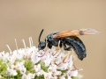 Arge_ustulata.jpg
