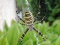 Argiope_bruennichi.jpg