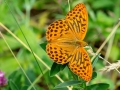 Argynnis_paphia_Maennchen.jpg
