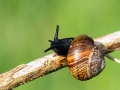 Arianta arbustorum