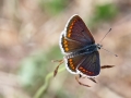 Aricia agestis