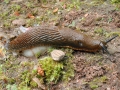 Arion lusitanicus
