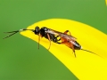 Aritranis_director.jpg