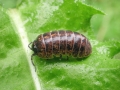 Armadillidium_vulgare.jpg