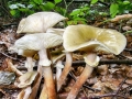 Armillaria_mellea.jpg