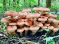 Armillaria_ostoyae.jpg