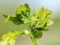 Arnoldiola_quercus.jpg