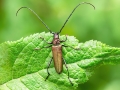Aromia_moschata.jpg