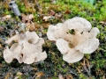 Arrhenia_spathulata.jpg