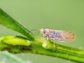 Arytainilla_spartiophila.jpg