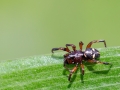 Asagena phalerata