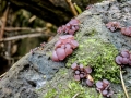 Ascocoryne_sarcoides.jpg