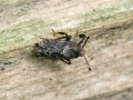 Asiraca clavicornis