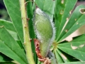 Asphondylia_lupini.jpg