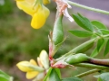 Asphondylia_melanopus.jpg