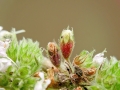 Asphondylia_menthae.jpg