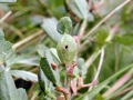 Asphondylia ononidis