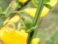 Asphondylia_sarothamni_F.jpg