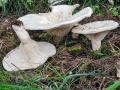 Aspropaxillus_giganteus.jpg