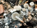 Asterophora_lycoperdoides.jpg