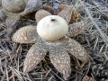 Astraeus_hygrometricus.jpg