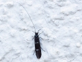 Athripsodes_bilineatus.jpg