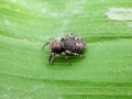 Attulus_pubescens.jpg