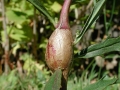 Aulacidea_hieracii.jpg