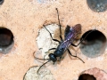 Auplopus_carbonarius_Weibchen.jpg