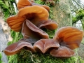 Auricularia auricula-judae