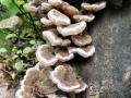 Auricularia_mesenterica.jpg