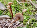 Auriscalpium_vulgare.jpg