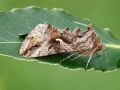 Autographa gamma
