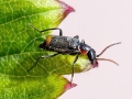 Axinotarsus_marginalis.jpg