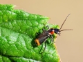 Axinotarsus_pulicarius.jpg