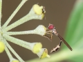 Baccha_elongata_Weibchen.jpg