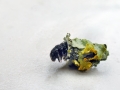 Bacotia claustrella