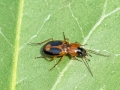 Badister_bullatus.jpg