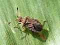 Bathysolen nubilus