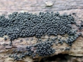 Bertia_moriformis.jpg