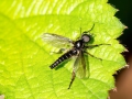 Bibio lanigerus