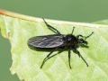 Bibio marci