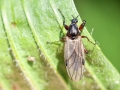 Bibio_reticulatus_Weibchen.jpg