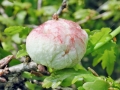 Biorhiza_pallida.jpg