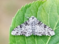 Biston_betularia.jpg