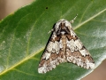 Biston strataria