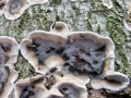 Bjerkandera adusta