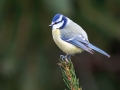 Blaumeise