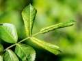 Blennocampa phyllocolpa